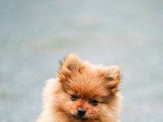 Evcil Kuş ve Kediler İçin Özel Ürünler: Gimcat Multivitamin, Wanpy Cream Karışık Sıvı Kedi Ödülü ve Gold Wings Premium Sultan Ve Cennet Papağanı Yemi mamafabrikasi 3